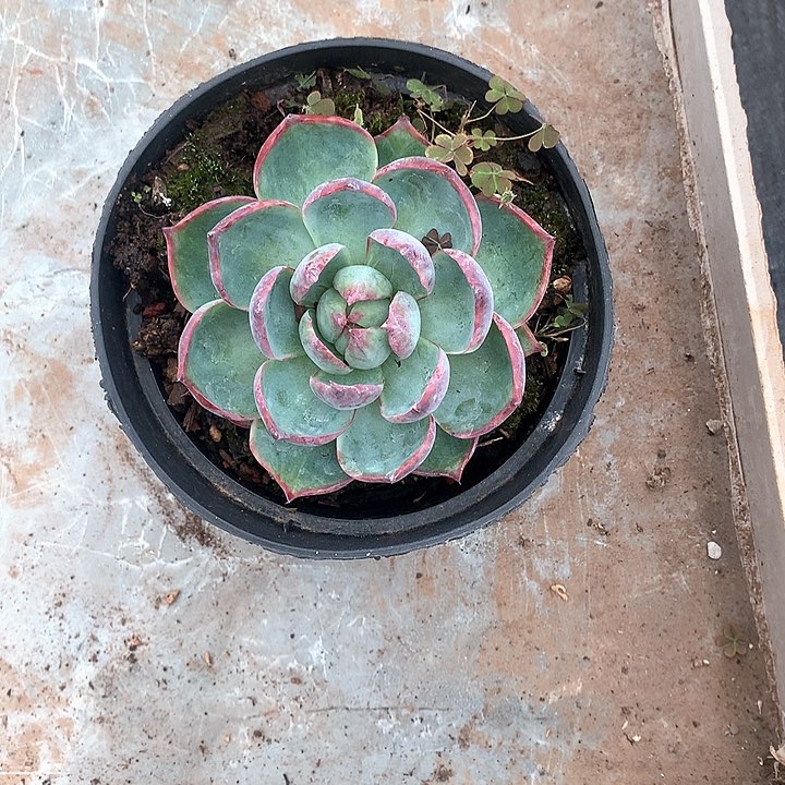 A***e惊鸿一颗。       