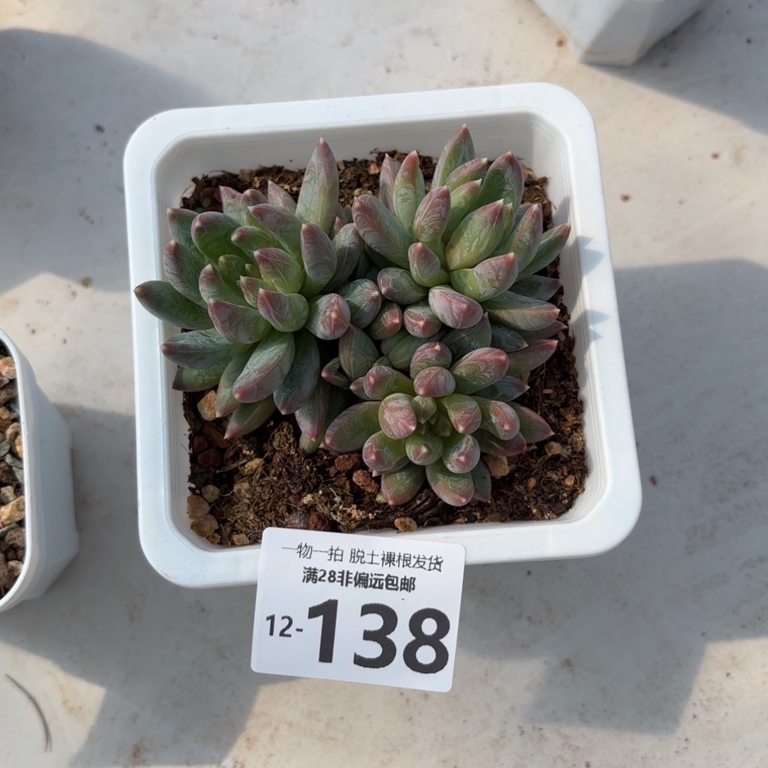 重楼多肉多肉多肉