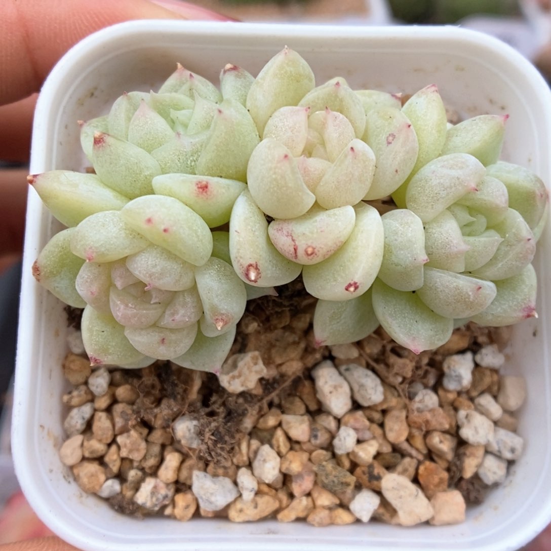 财富密码群生可拍998号