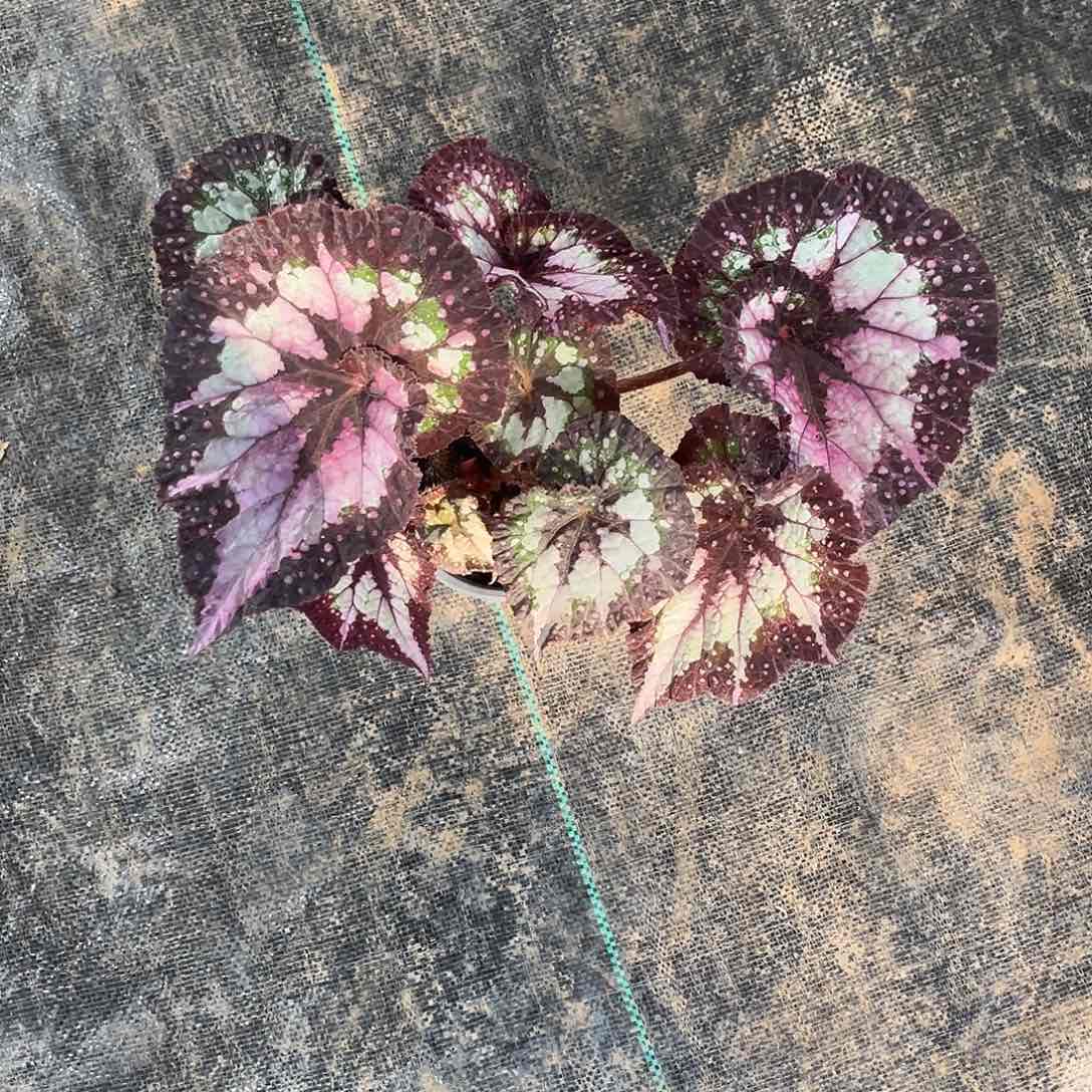 不开花植物狂欢节西安
