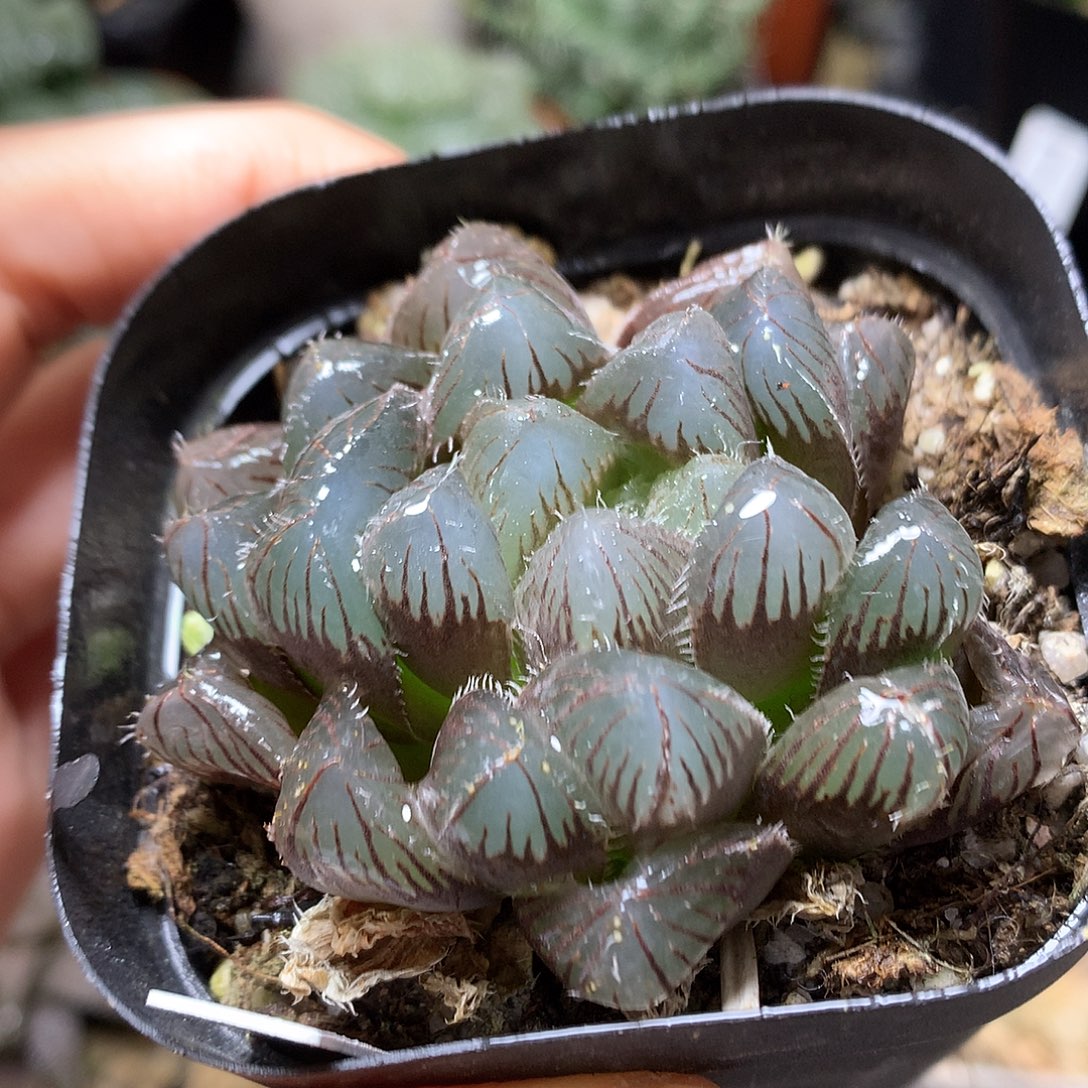 痴心玉露打去wullooowo