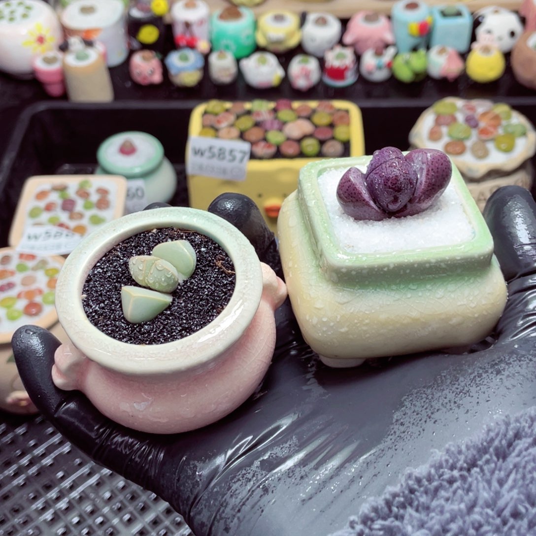 w5863--带盆土发货，零下地区拍保温箱