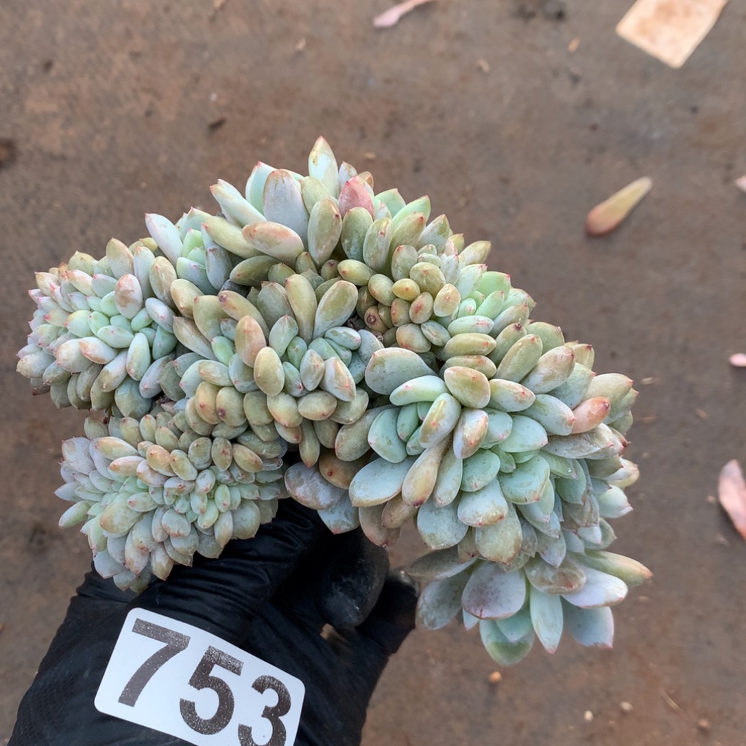 开***雨753号 无根新疆西藏内蒙古不包邮的，