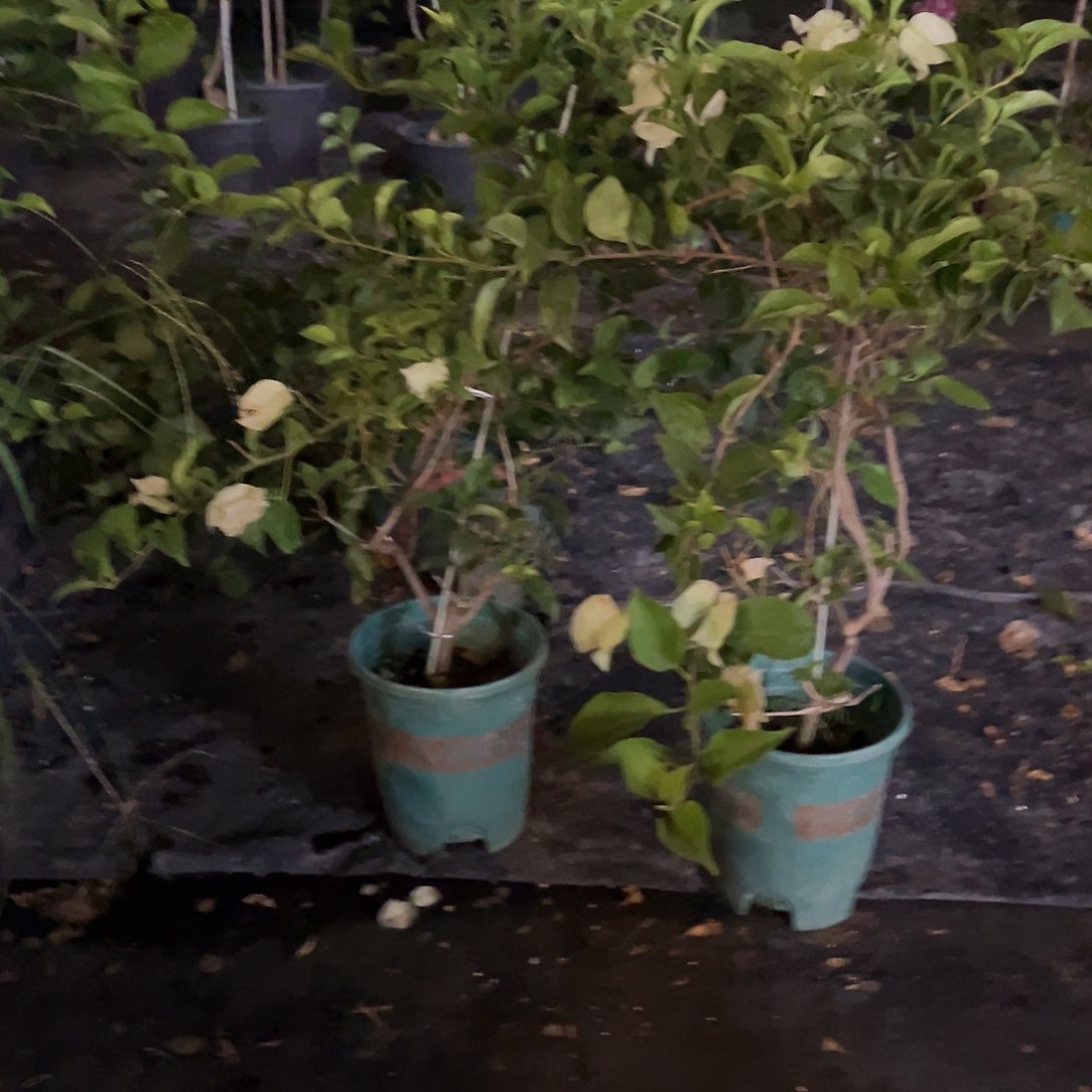 当前无花栽培后可以开花白雪公主带竹一颗