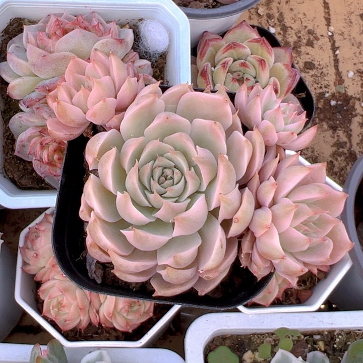 玛格利特锦群【一物一拍】香尔卉园艺