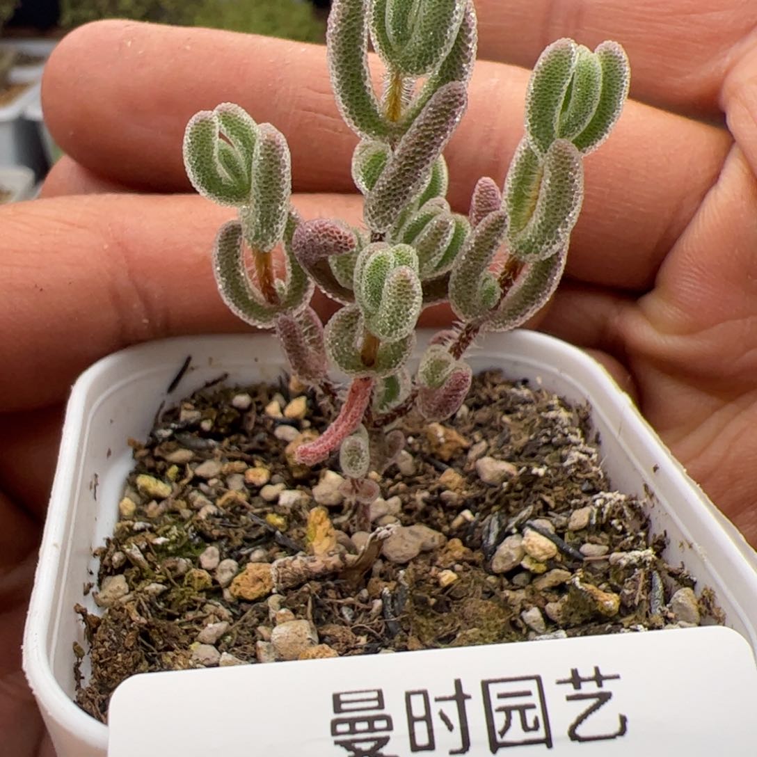 3.4多肉植物组合523