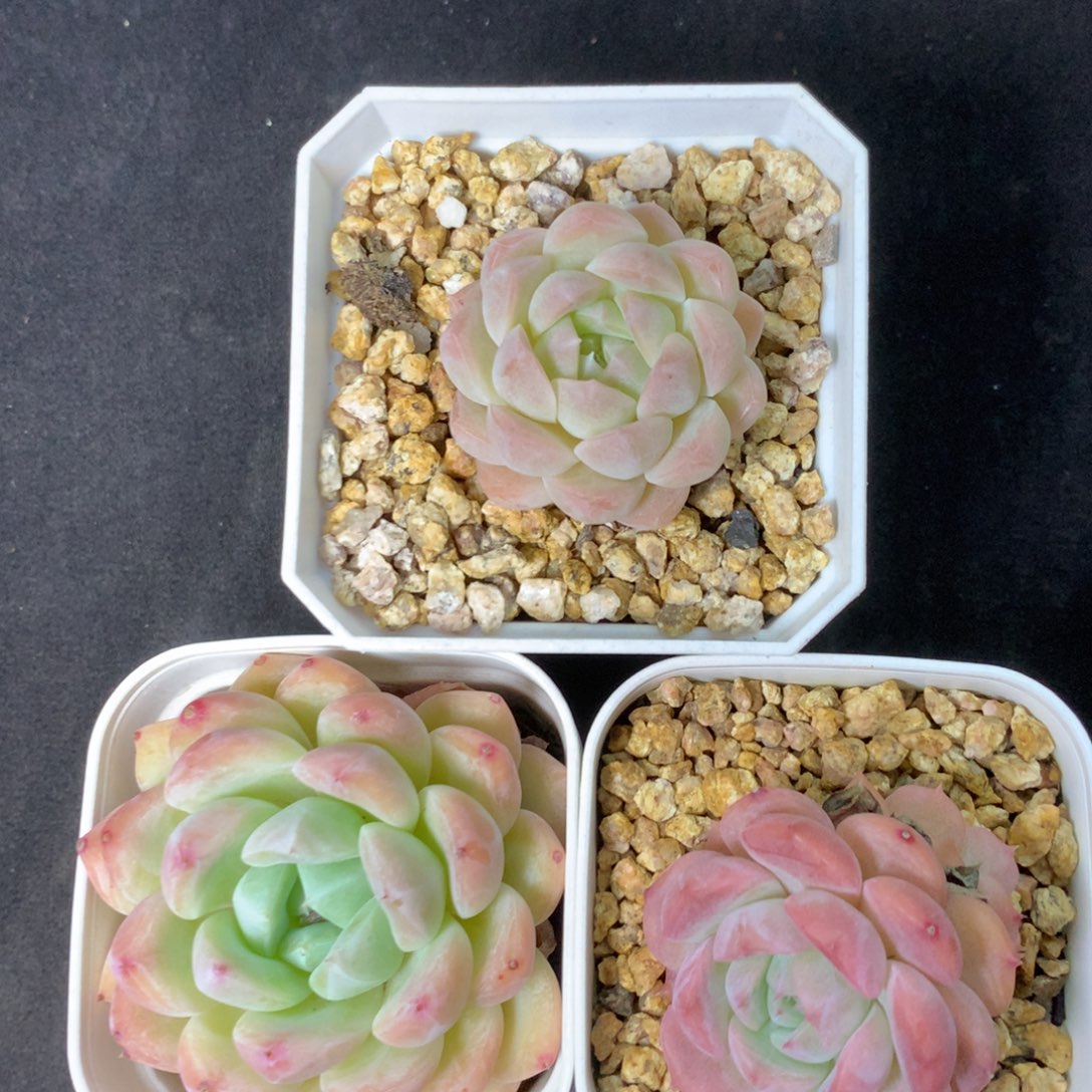 50 精品多肉一物一拍