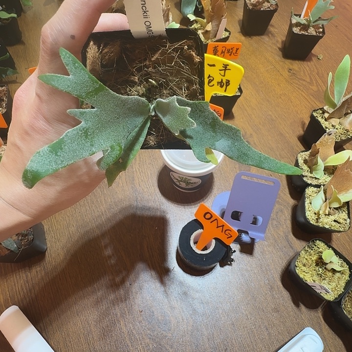 无花朵鹿野直播间竞拍OMG 