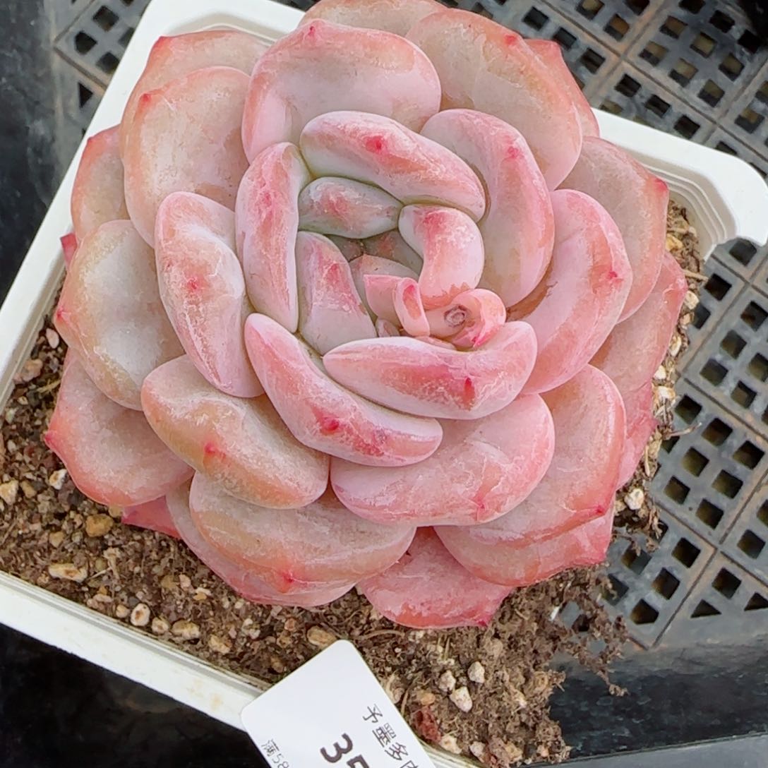 橙子，3556多肉植物