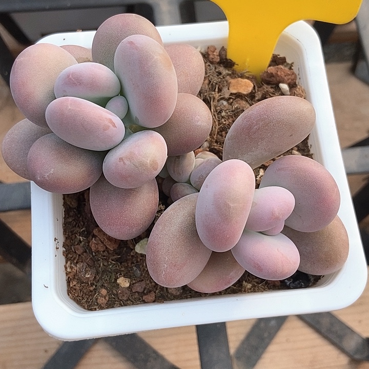 多肉植物815多肉