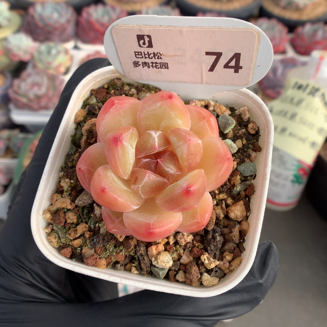 74 钻石珍妮多肉多肉