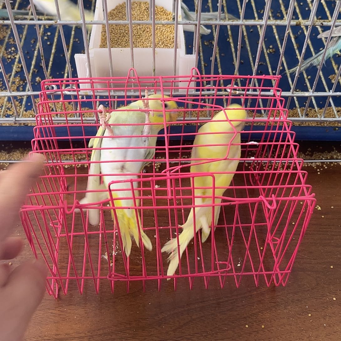 虎皮鹦鹉金彩鹦鹉