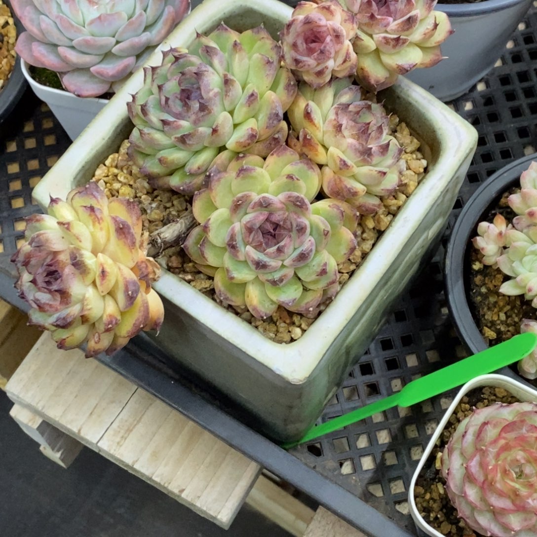 精品多肉一物一拍不包整150