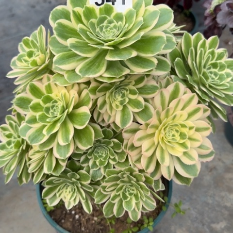 541碧玉25厘米左右