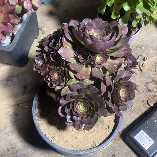 红魔2号链接9.9米