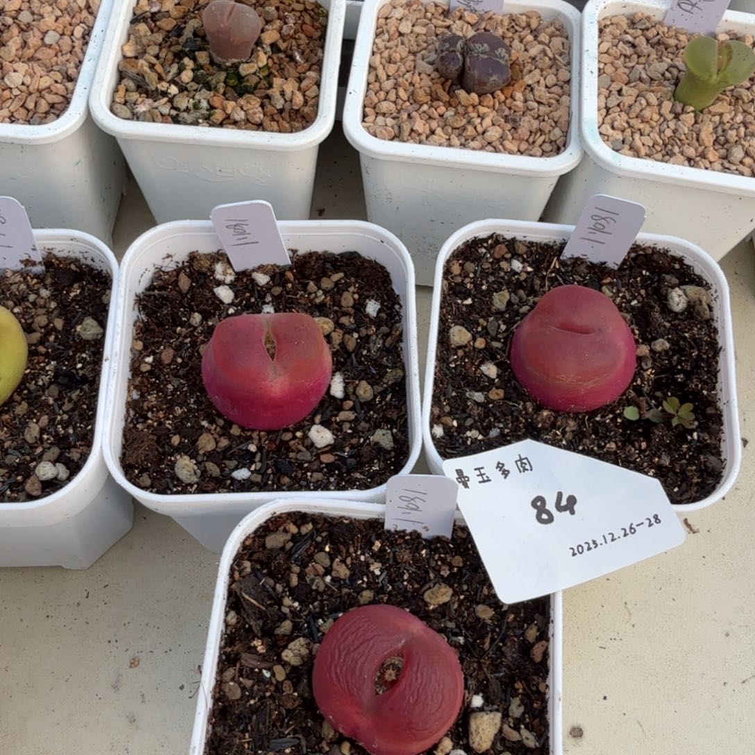 丁***加多肉多肉多肉12-084