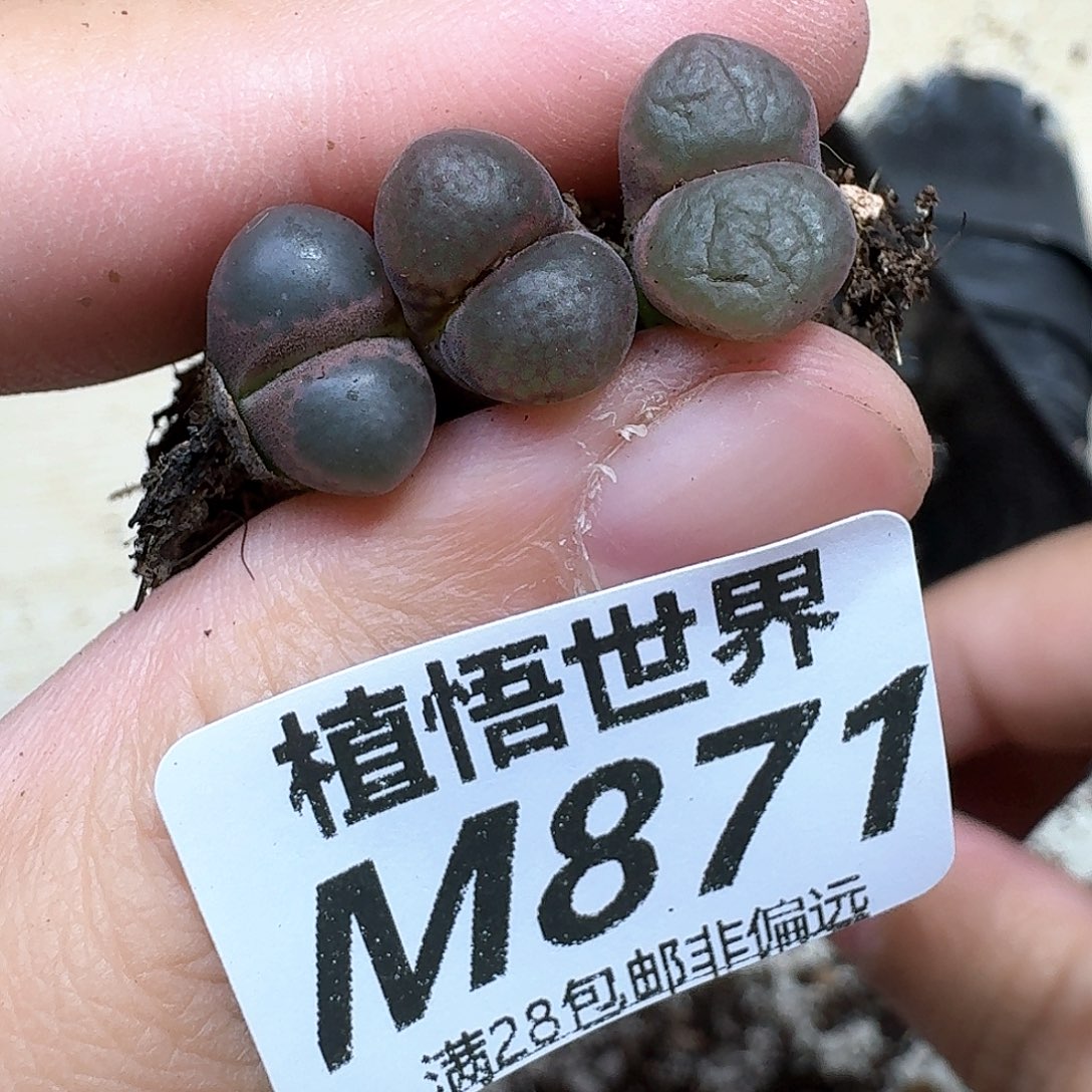 多肉植物的人生edcb