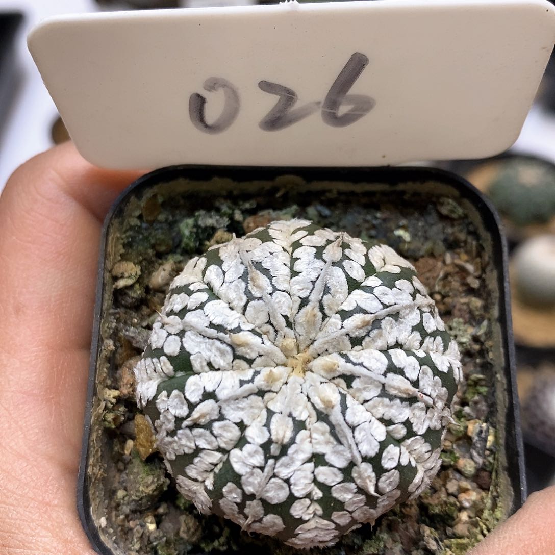 开播福利特价来了来