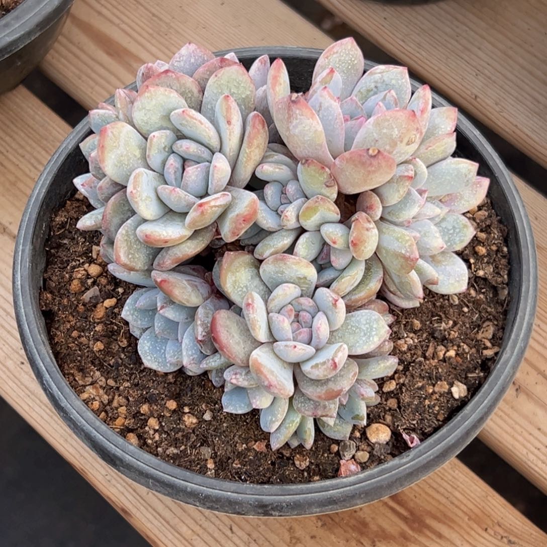 新年快乐 新年快乐