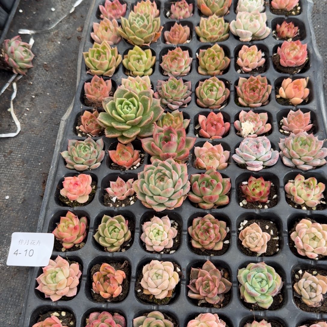 4-10左五麦秆一盘量拍发货左五