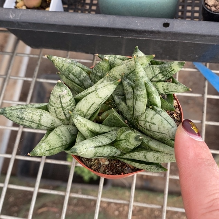 伯克利和格蕾纳等著名音乐家