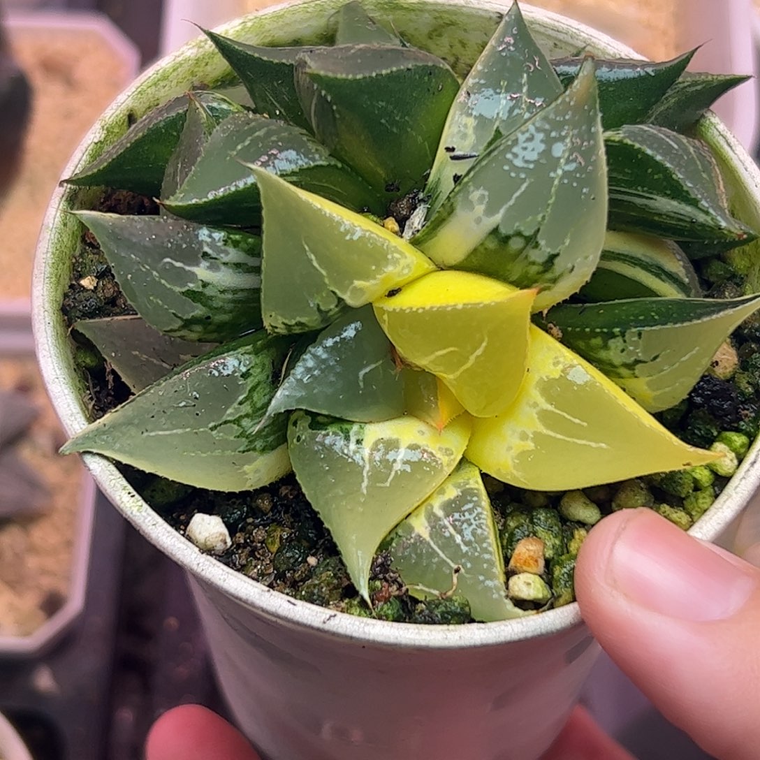 酒吞童子锦母本十二卷多肉