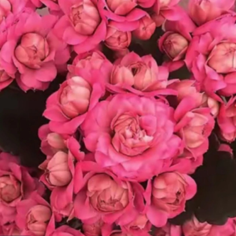 昊景  唐卡 超大花130