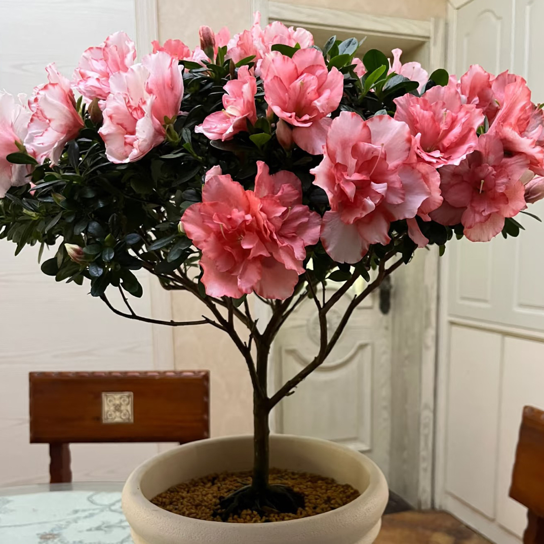 名贵巴黎粉重瓣大朵杜鹃花盆栽室内客厅绿植四季开花好养活老桩