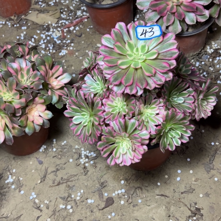 多肉植物粉铜法师43