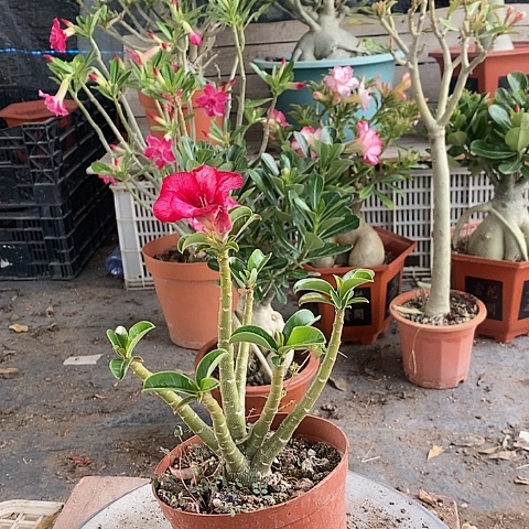 【闪购商品】用****8绿植