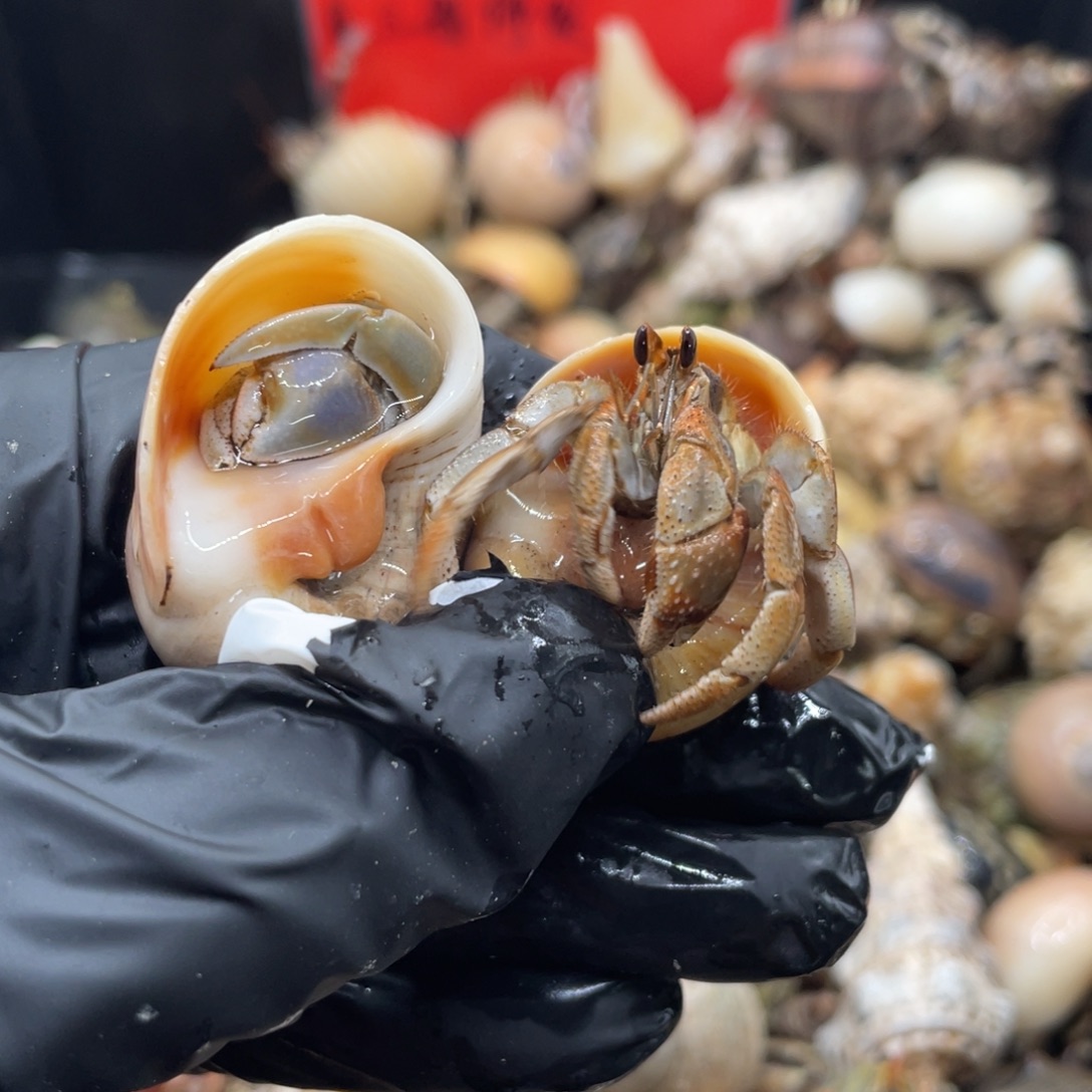 不退不换谢谢支持43