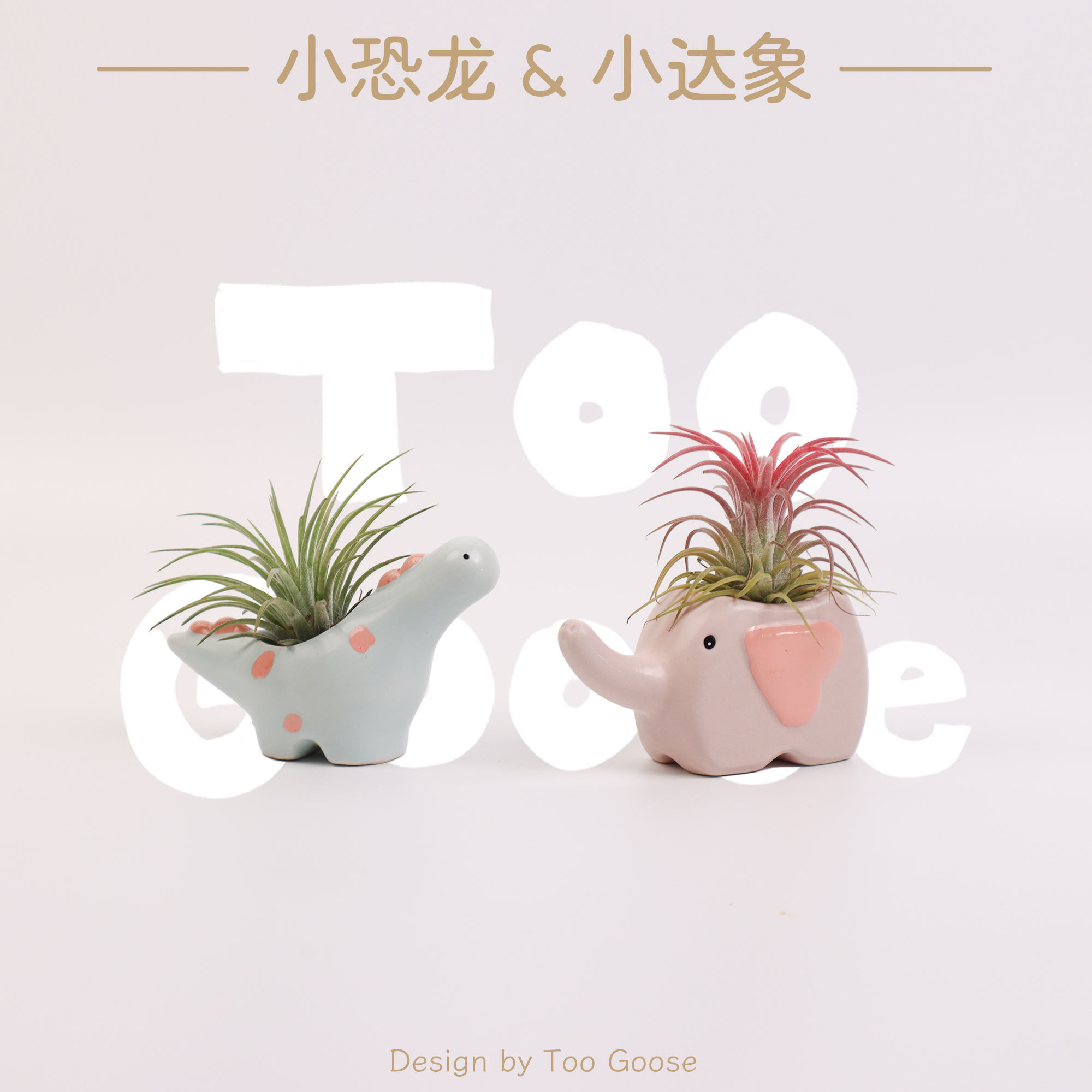 【呆鹅家-空气凤梨】懒人创意绿植室内耐旱好养桌面绿植