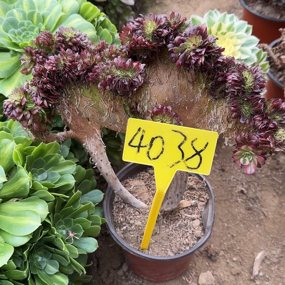 海***4038--舞天姬缀以说断枝不包