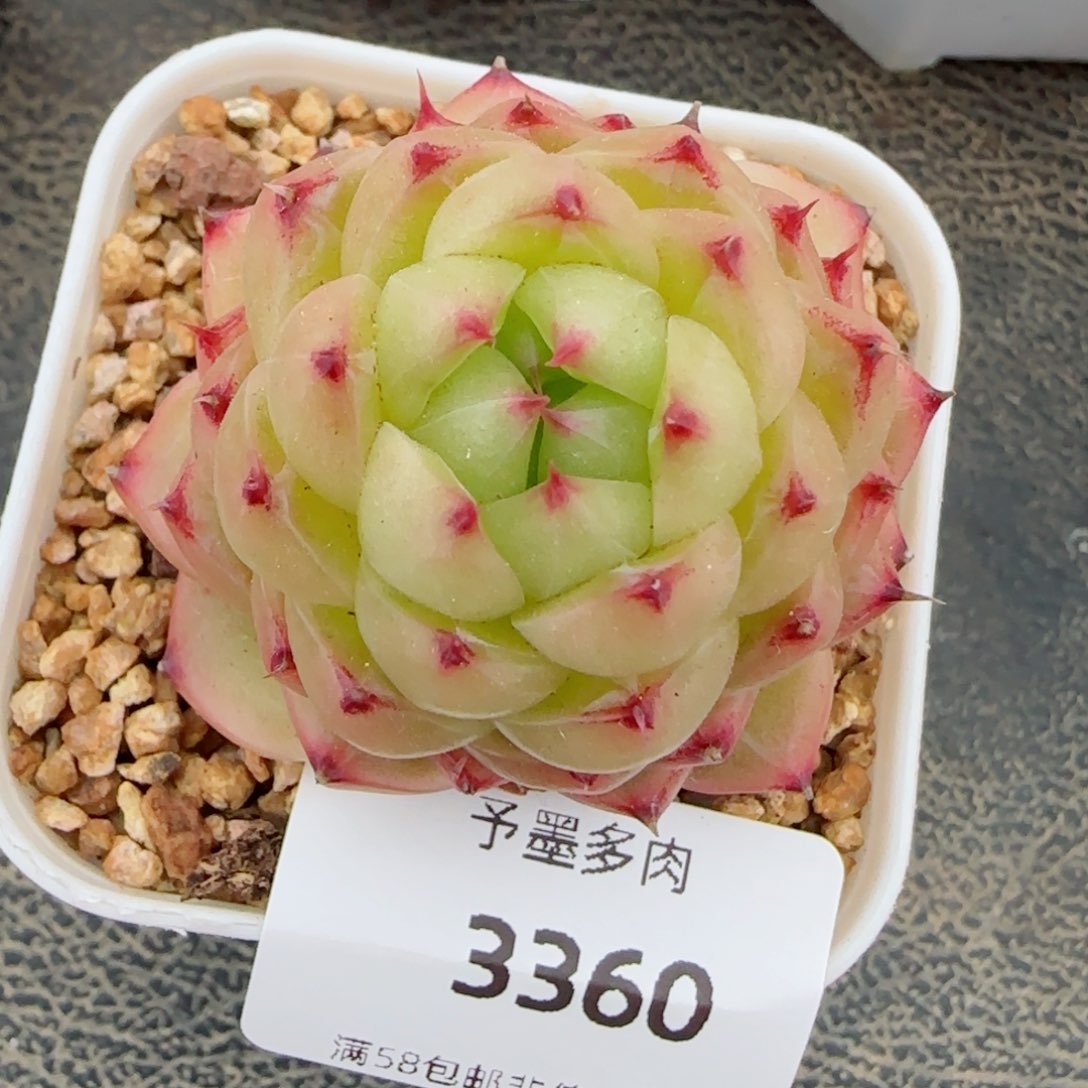 望春风，3360多肉