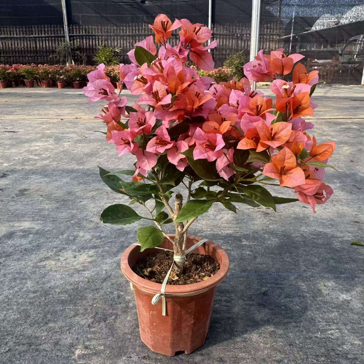 【变色龙】渐变天花板三角梅四季勤花新手易养原盆基地直发