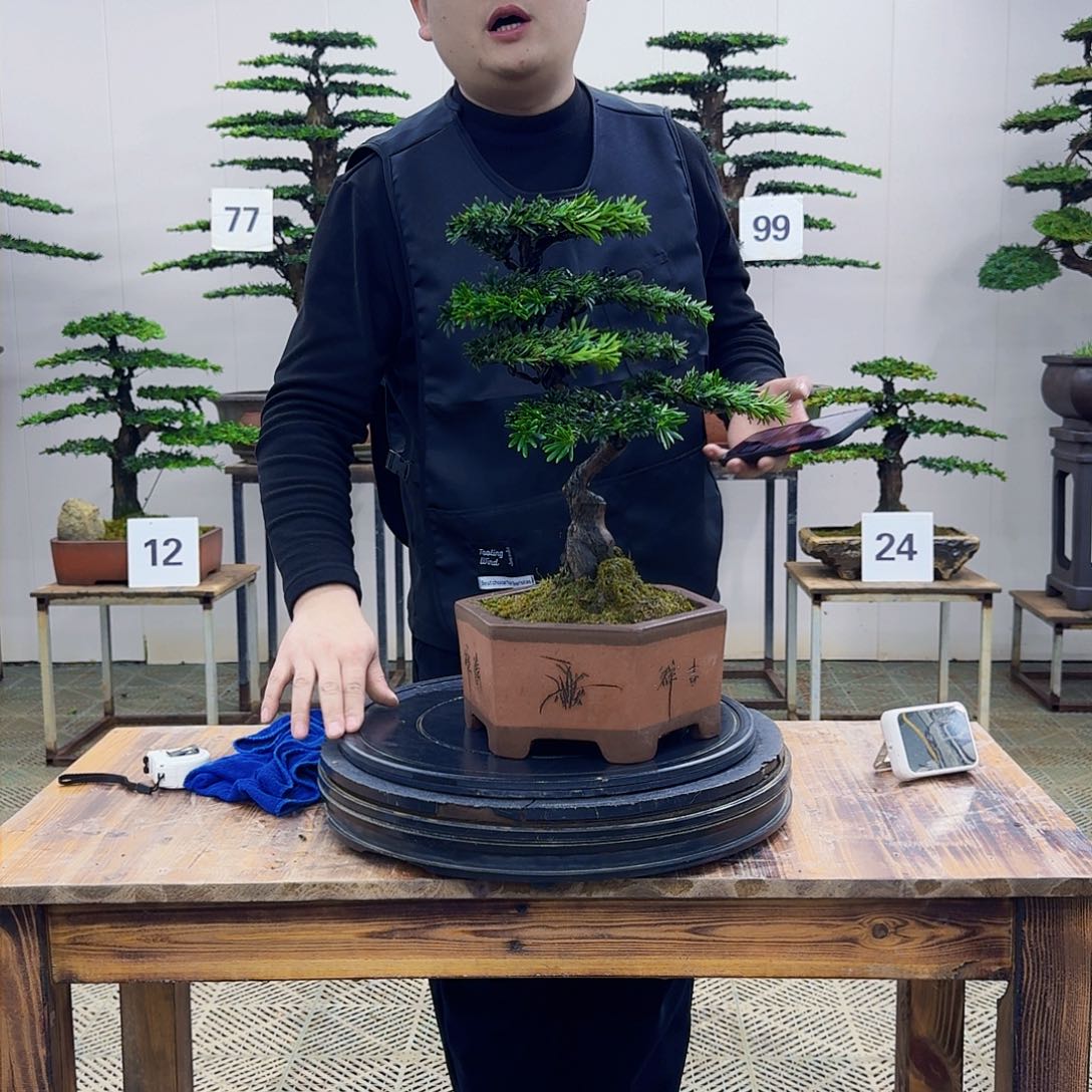 盆景米叶罗汉松盆景