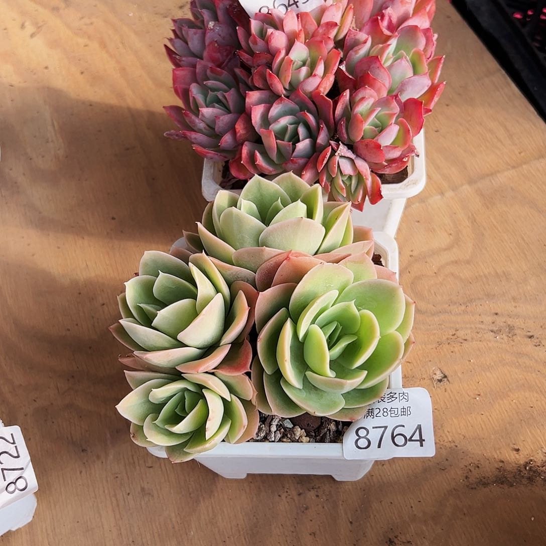 9号蜡**星多肉一物一拍8649.8764