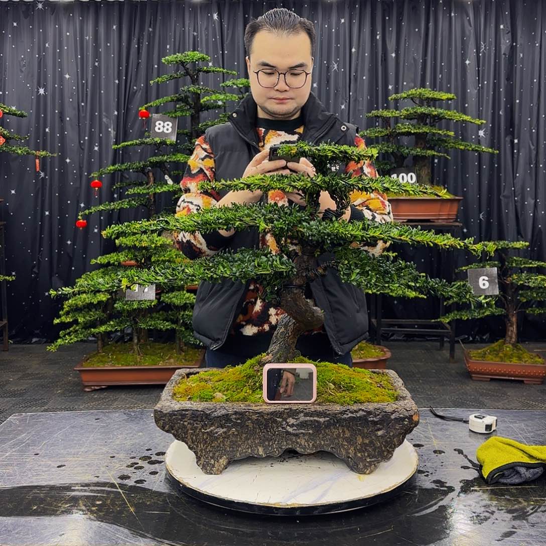 红芽罗汉松造型盆景