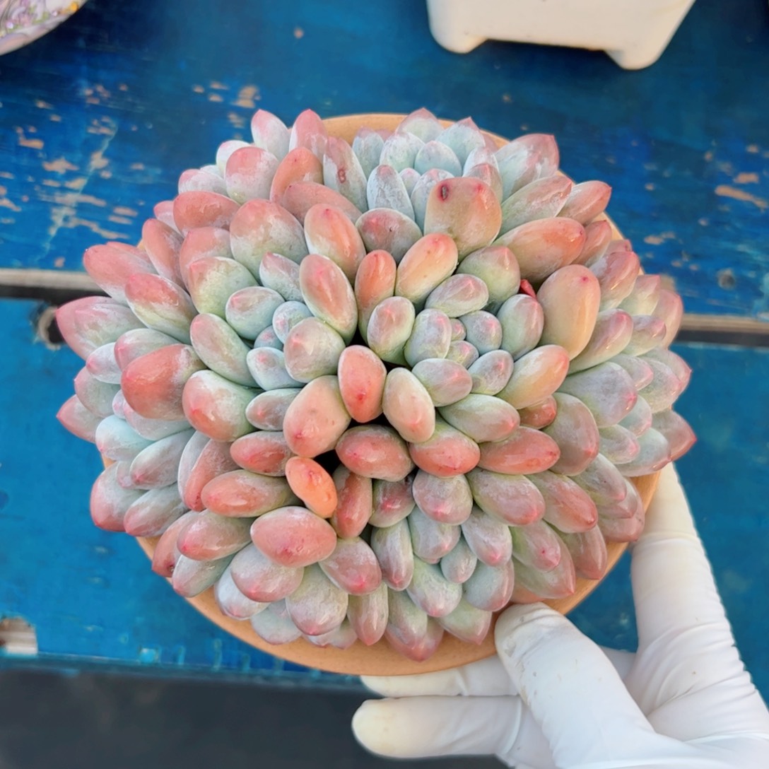 香水自然群多肉植物