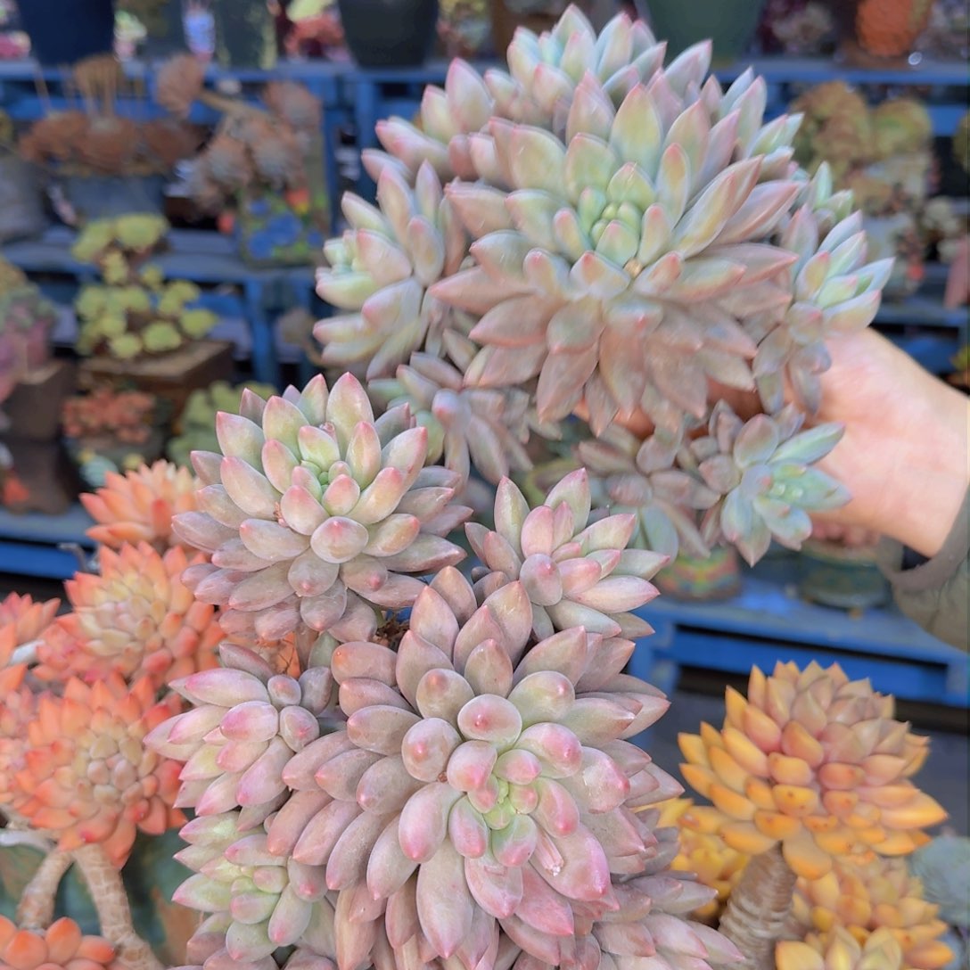 多肉植物的生长发育 量拍