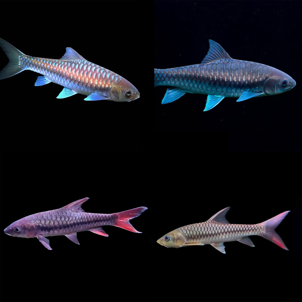 【新手必入套餐】包邮包到手定水保真保野售后需完整开箱视频