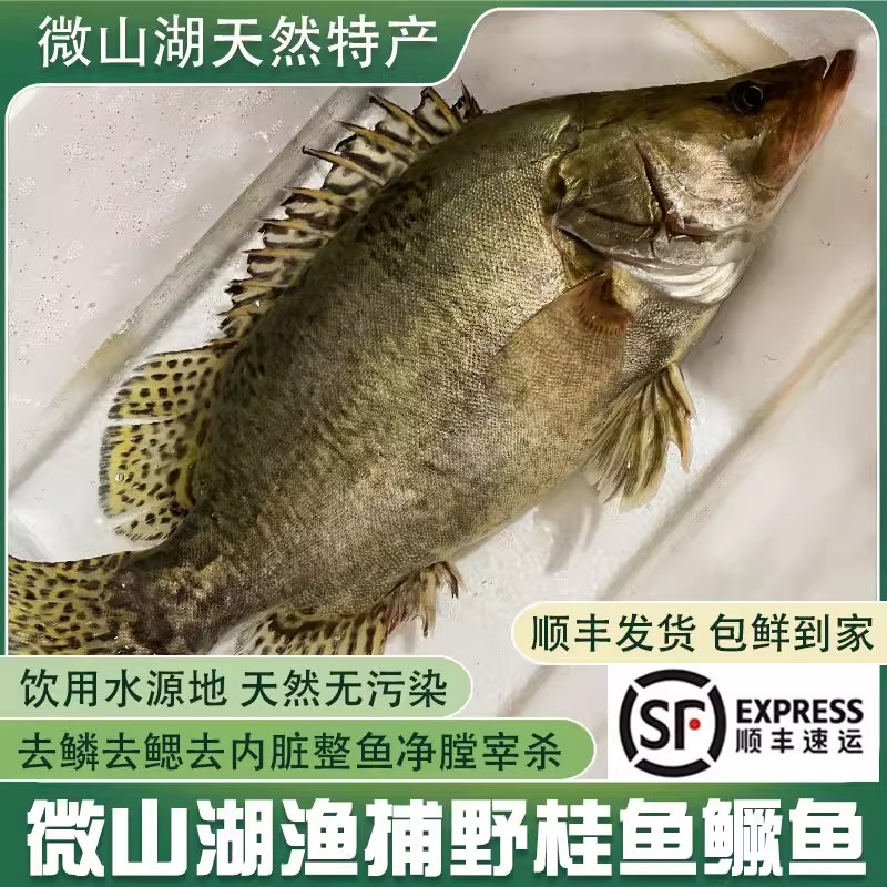 微山湖特产野生桂鱼鳜鱼新鲜活鱼宰杀季花鳌花鱼顺丰冷链包邮