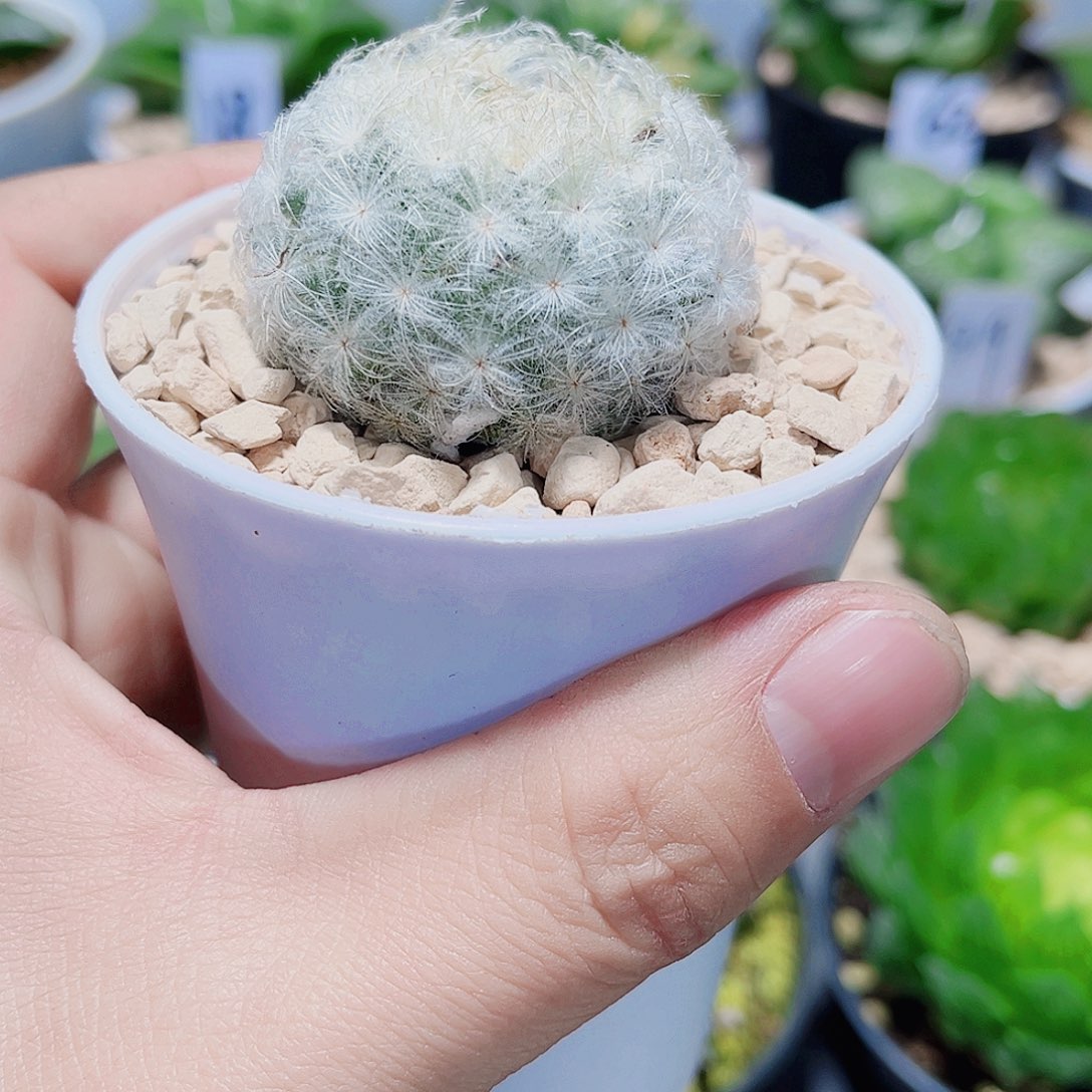 好看的球球新手好养