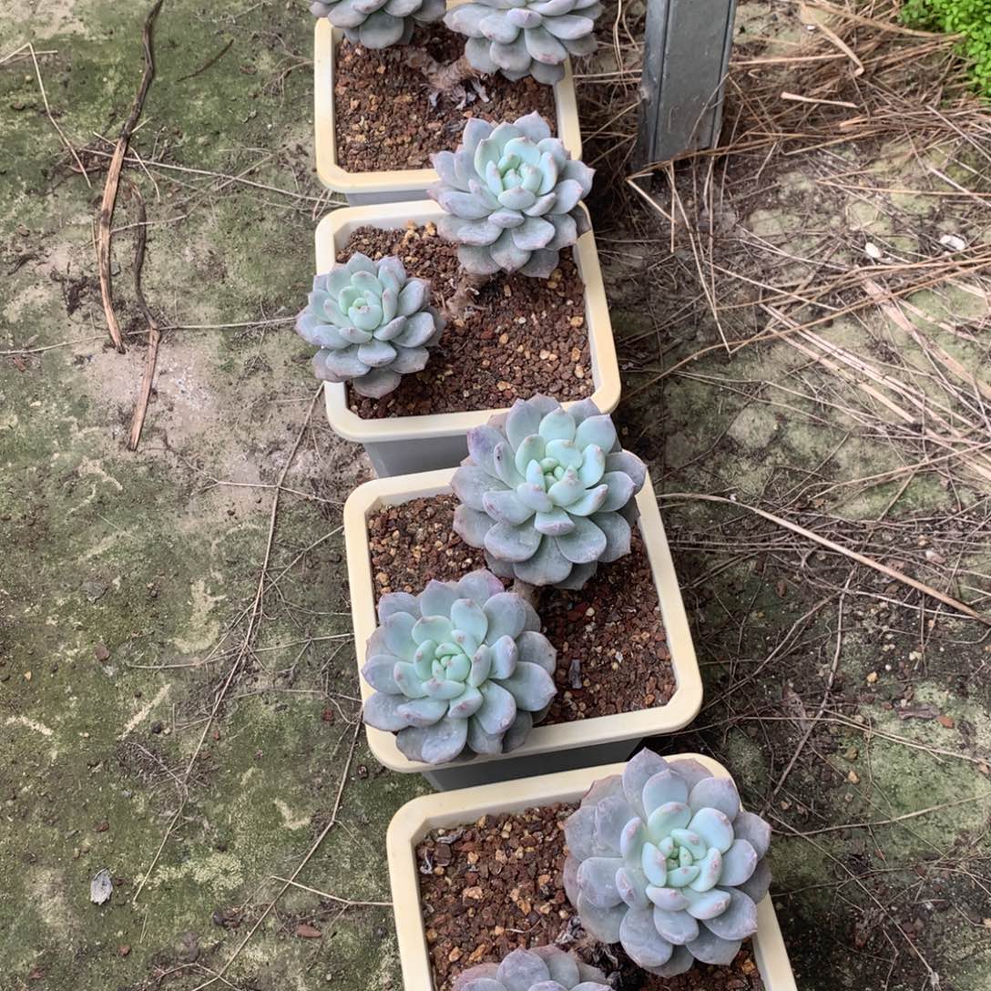 荷月弹弓橙2头5颗100