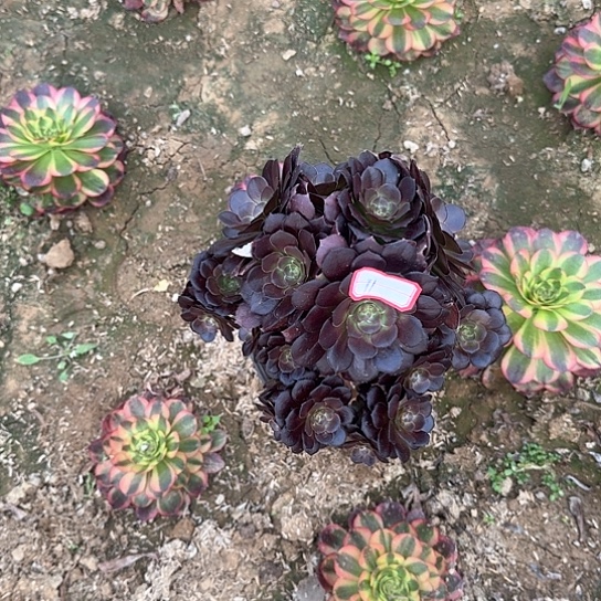 多肉植物荷兰11号不包断枝