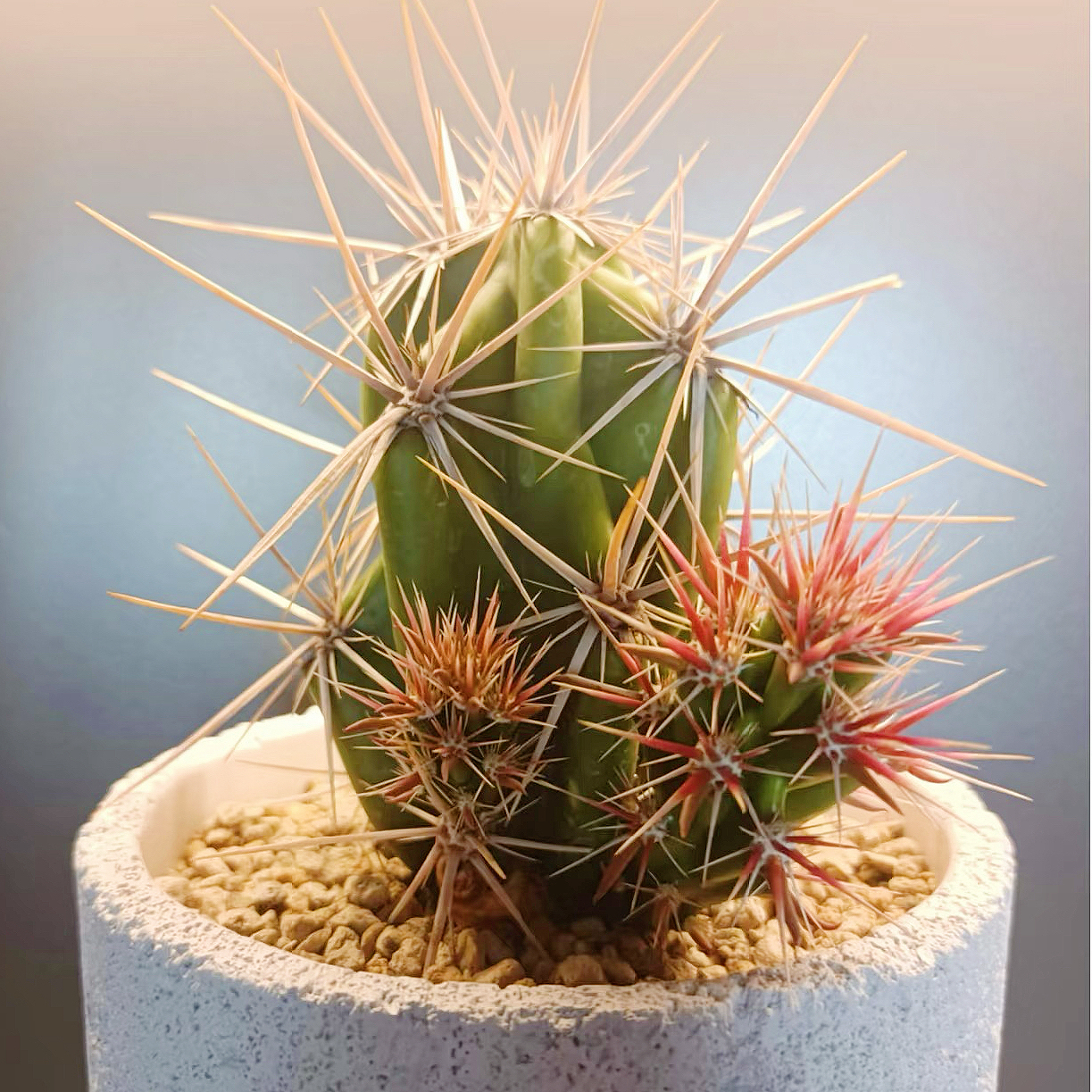 武者团扇 网红植物稀有仙人球 家庭阳台院子植物