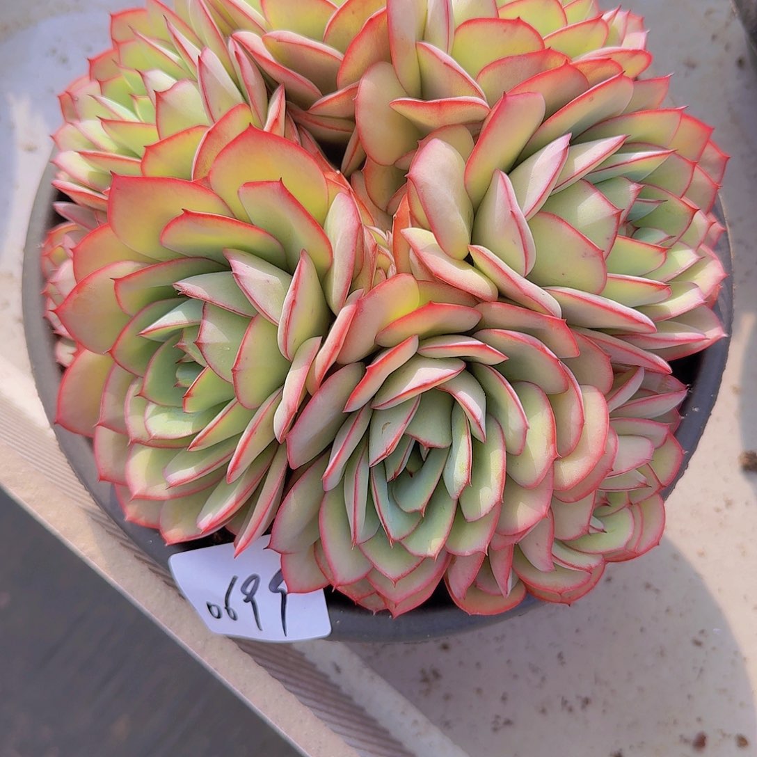 甜*啡0699牡丹亭多肉