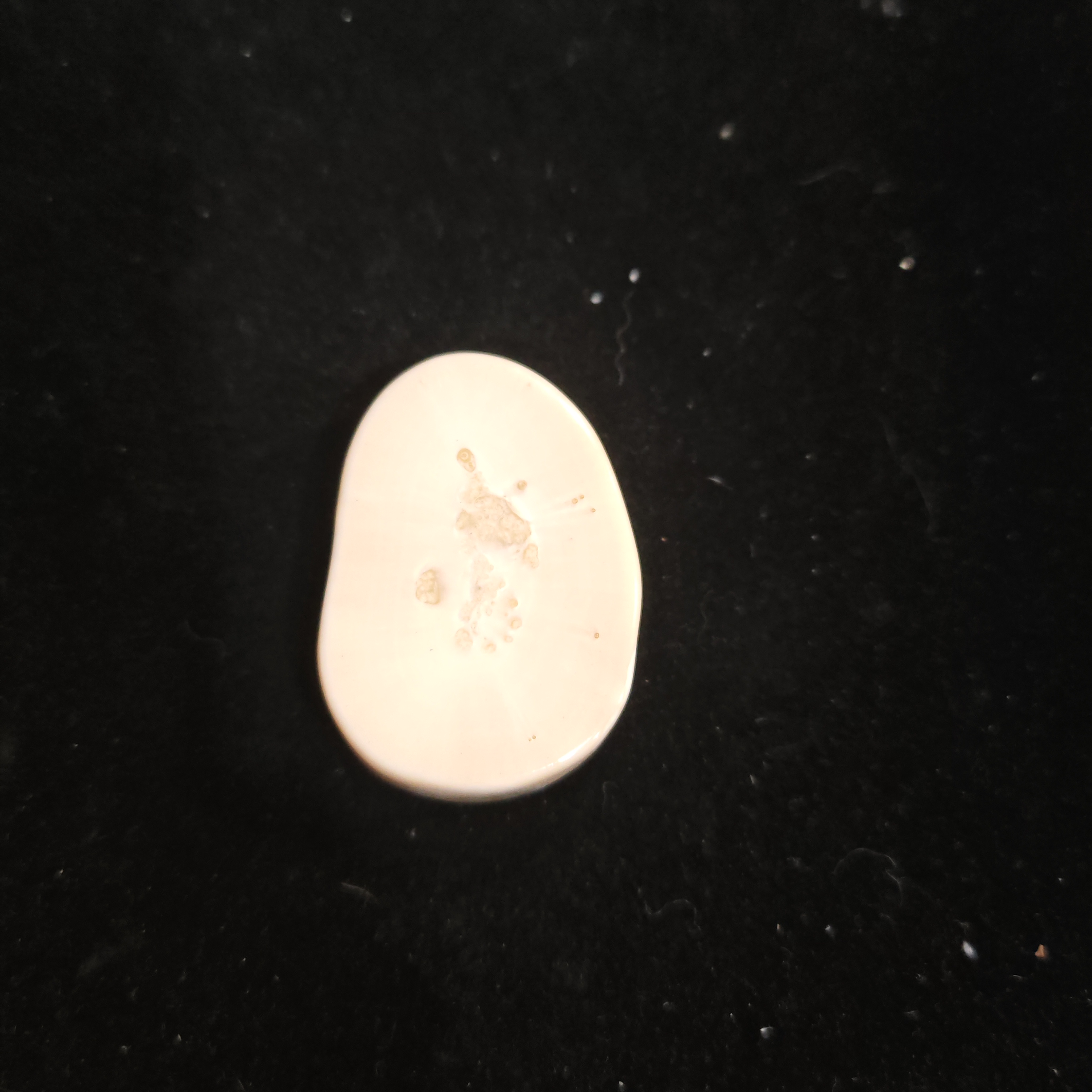 猛犸猛犸虬饼子WW819