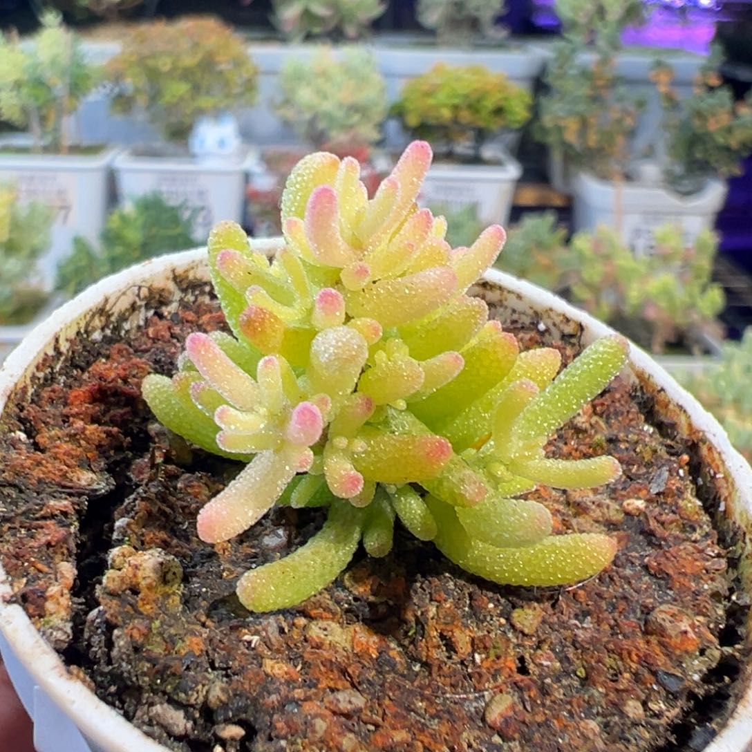 29-778晚间福利樱花锦五圆盆