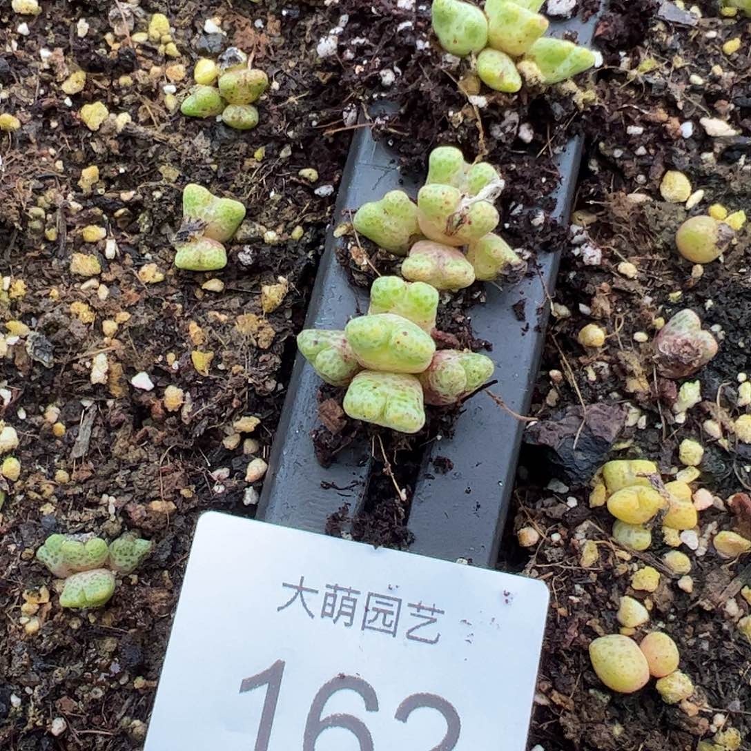 量拍以下1颗园艺ARM714B鹿角斑马162